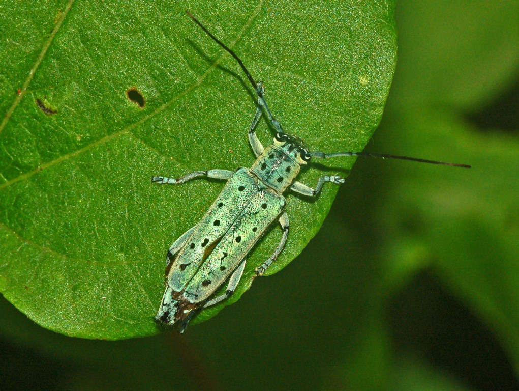 Un Cerambicide con i puntini: Saperda punctata